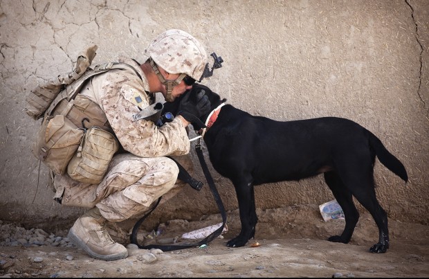 soldier-dog-companion-service military PTSD_pexels