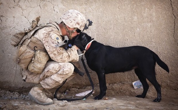soldier-dog-companion-service military PTSD_pexels