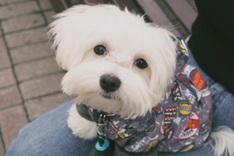 CDC Warns Of A Drug-Resistant Infection Linked To Pet Stores