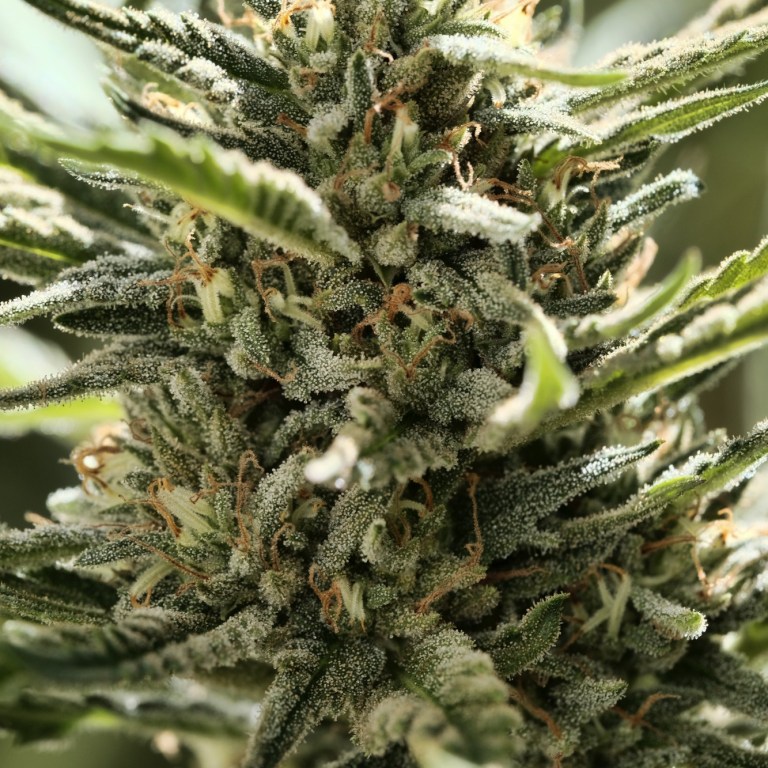 The Cannabis Business and Communities of Color