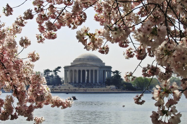 Japan Gifting Washington D.C. 250 New Cherry Trees