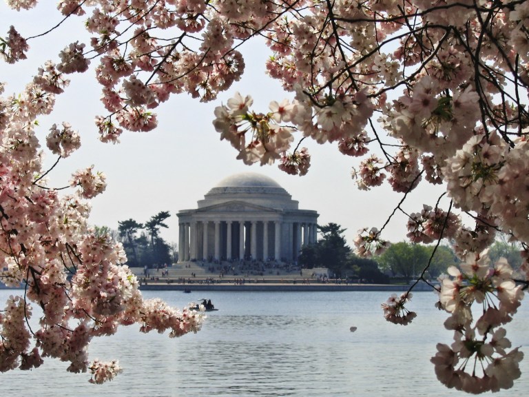 Washington DC Cherry Blossoms_AP Images 2