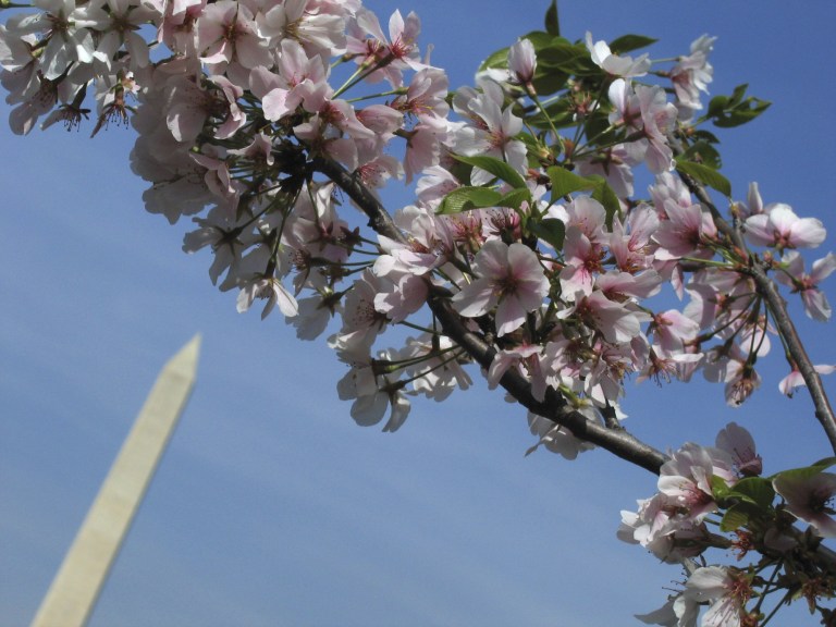 Washington DC Cherry Blossoms_AP Images 3