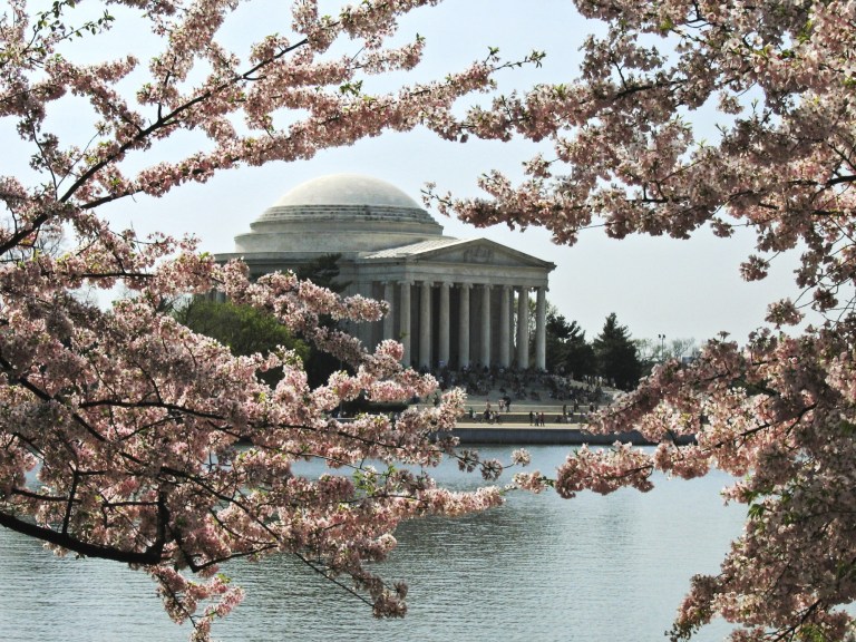 Washington DC Cherry Blossoms_AP Images 4
