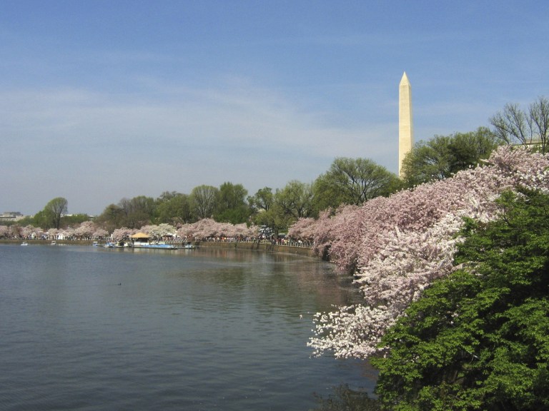 Washington DC Cherry Blossoms_AP Images