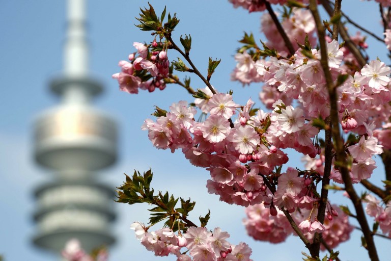 Allison’s Timeline: No charges for Vivian Noire