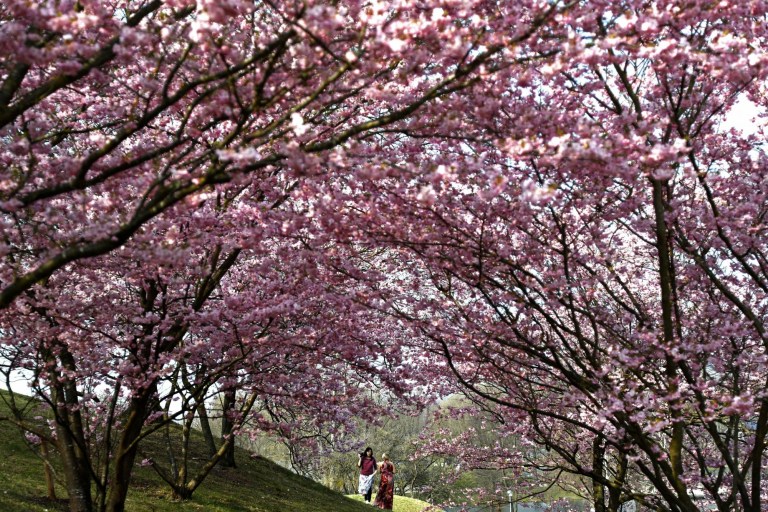 Cherry Blossoms Expected Peak Date March 22-25