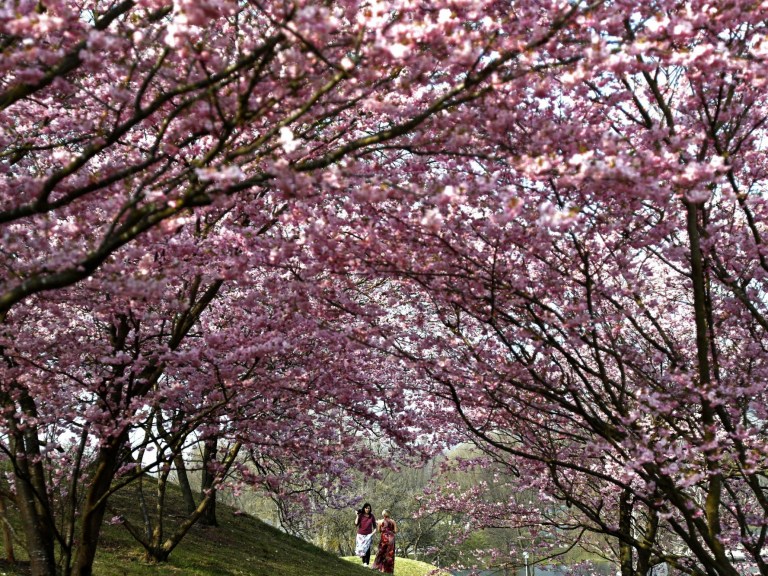 cherry blossoms_AP Images
