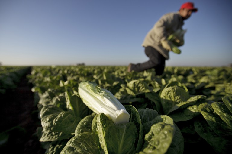Emails Show FDA Worry After Romaine Outbreaks