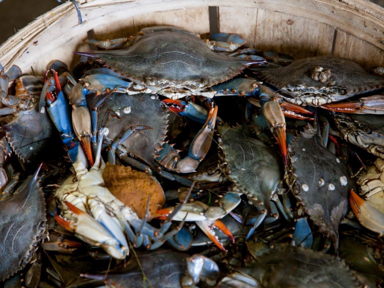 alive-blue-crabs-bucket-2252617