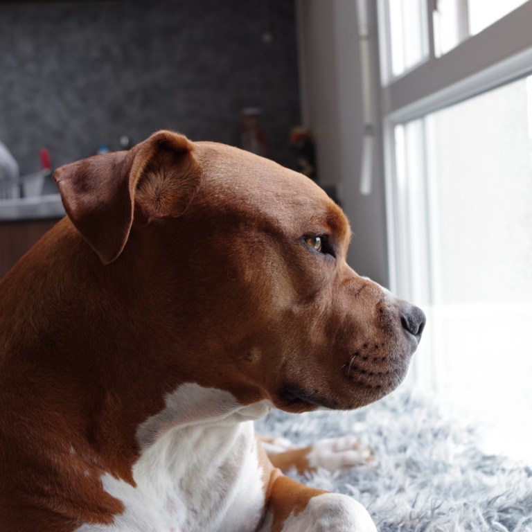 Prince George’s County Pit Bull Ban