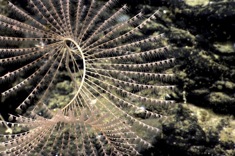 Court Upholds Creation Of National Monument In Atlantic