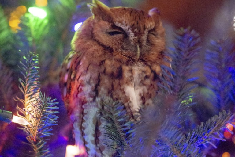 Georgia Family Discovers Owl In Christmas Tree