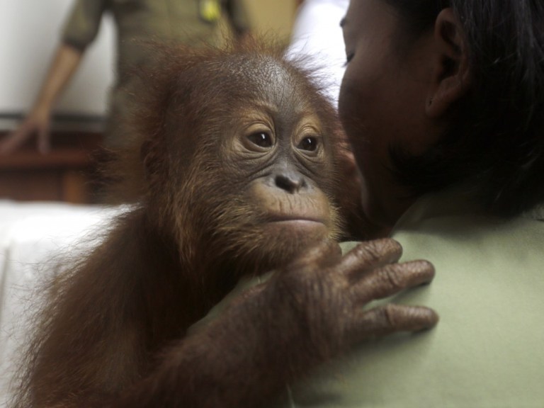 veterinarian with orangutan_AP images