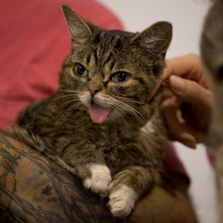 Official Resigns After Throwing Cat During Online Meeting