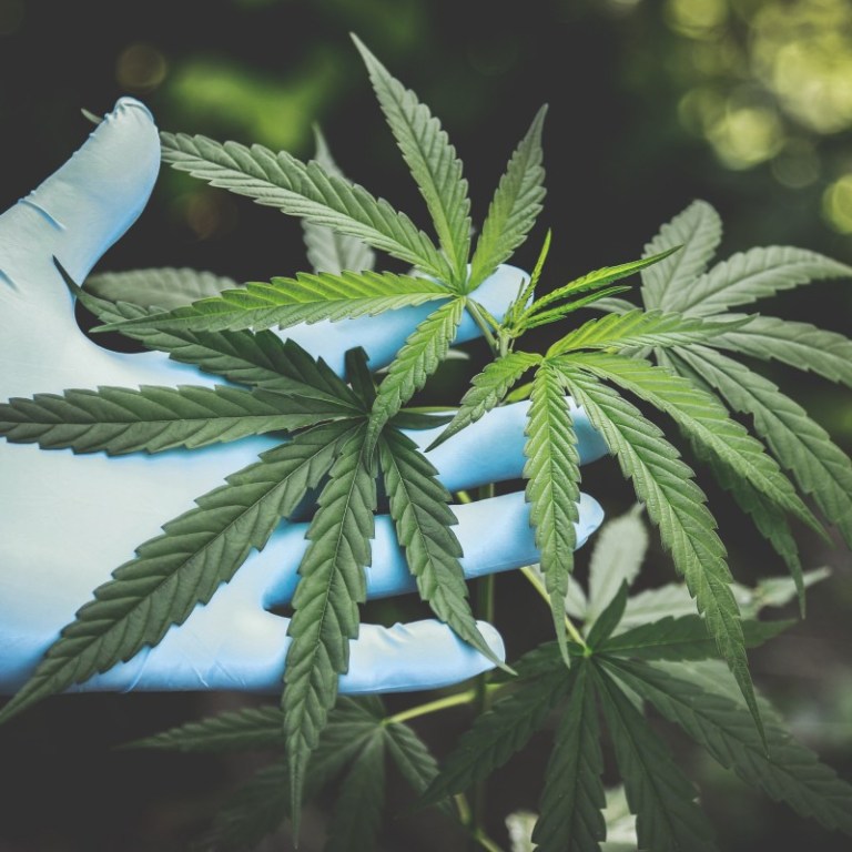 Northam Backs Legal Marijuana