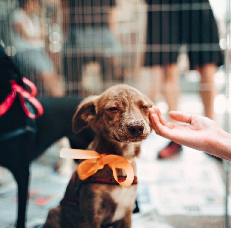 Adopt A Pet, Family Friendly Events, and Free Plants