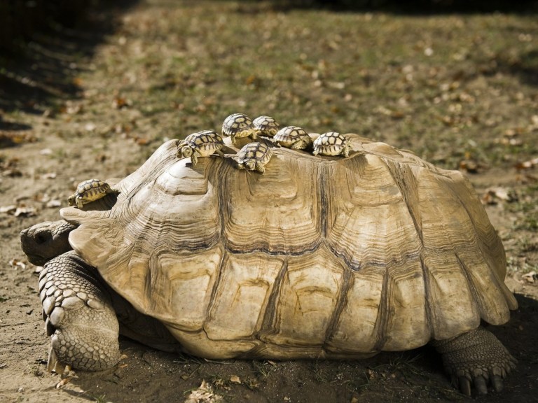 large Turtle
