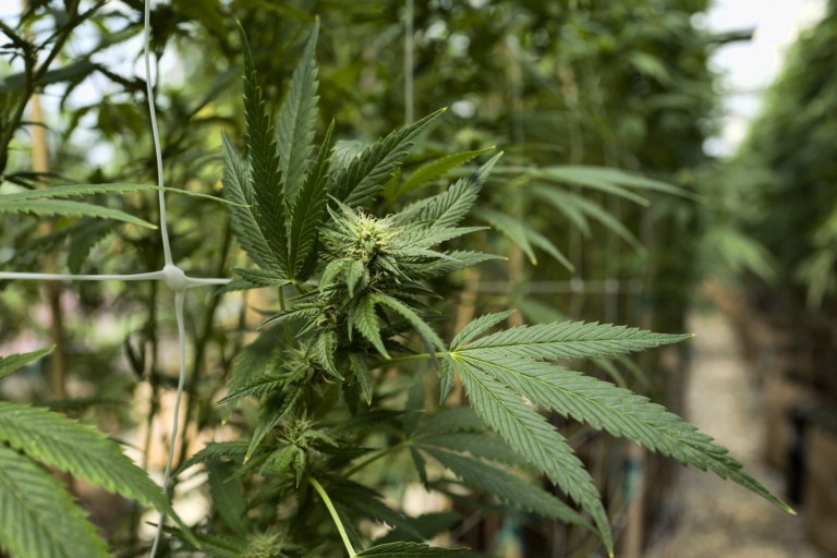 The Cannabis Industry