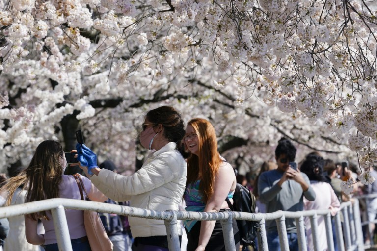 Volunteers Needed for Cherry Blossom Festival