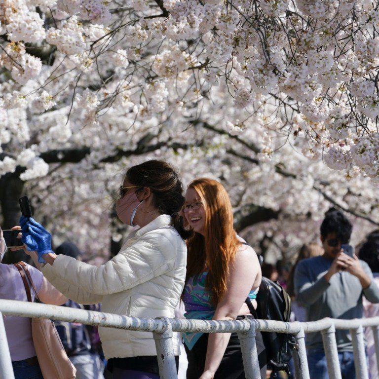 Volunteers Needed for Cherry Blossom Festival
