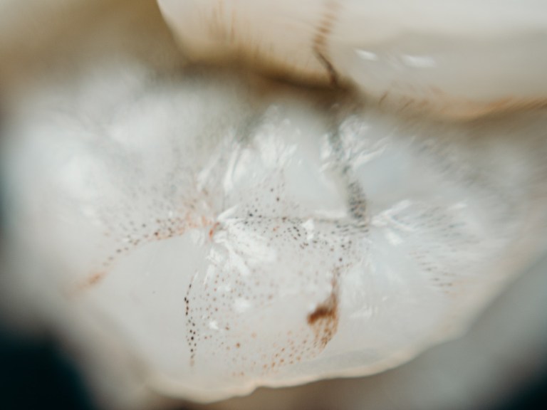 pexels-cottonbro-shrimp