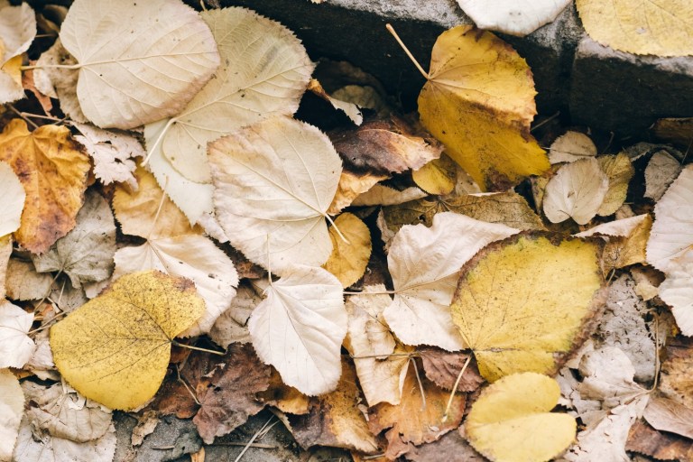 DC Leaf Collection Begins With Changes