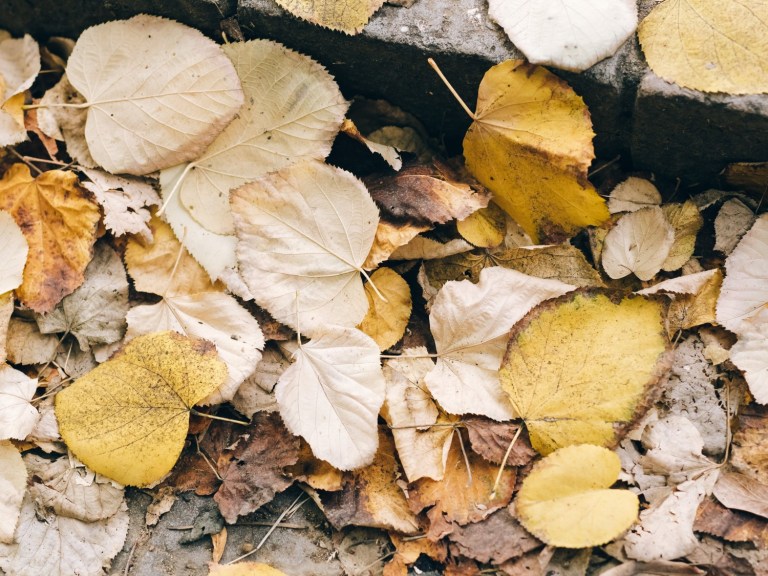 pexels-leeloo-thefirst-5739631(1)