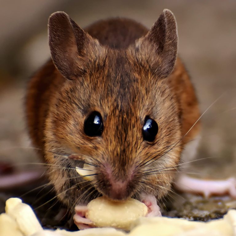 Keeping Pests Out Of Your Home