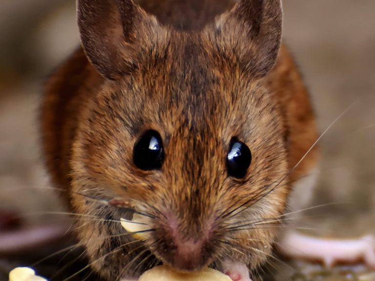 pexels-alexas-fotos-2189599