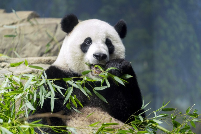 National Zoo In D.C. Getting Two Giant Pandas