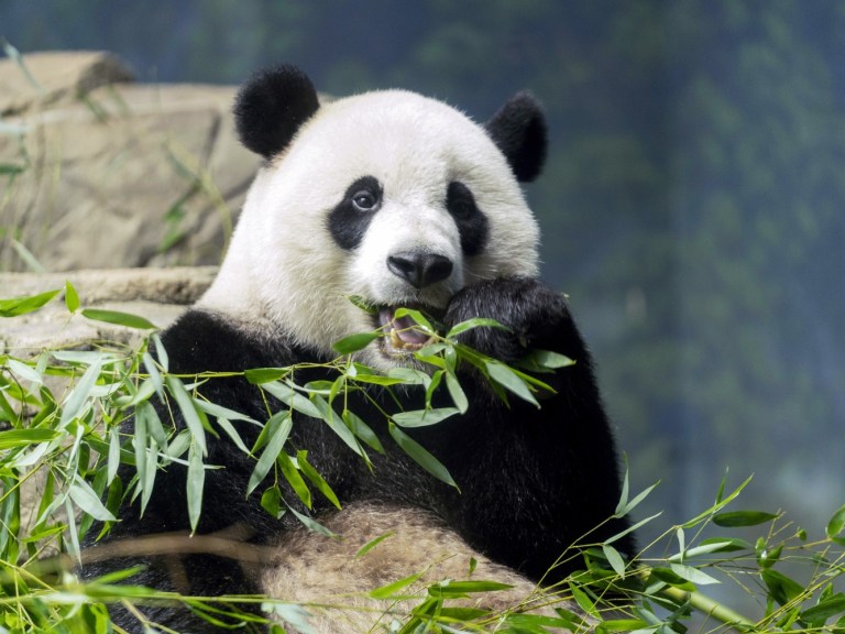 AP Giant panda Xiao Qi Ji