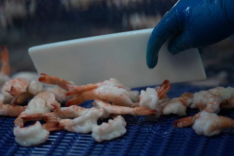 FDA Investigates Radioactive Contamination in Imported Shrimp