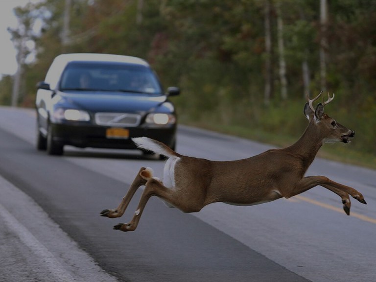 Deer Accident2