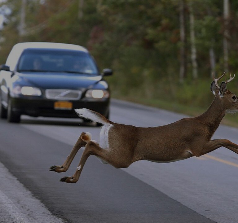 It’s That Time of Year, Beware of Deers